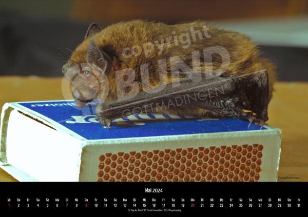 Fledermauskalender für 2023 - Mai